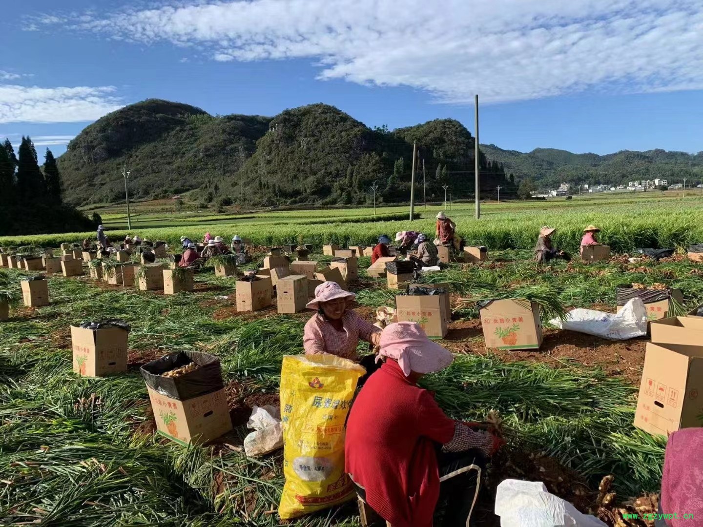 小黄姜各种规格型号《药厂投料饮片》图3