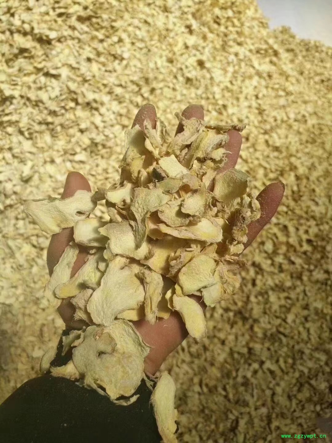 小黄姜各种规格型号《药厂投料饮片》图4