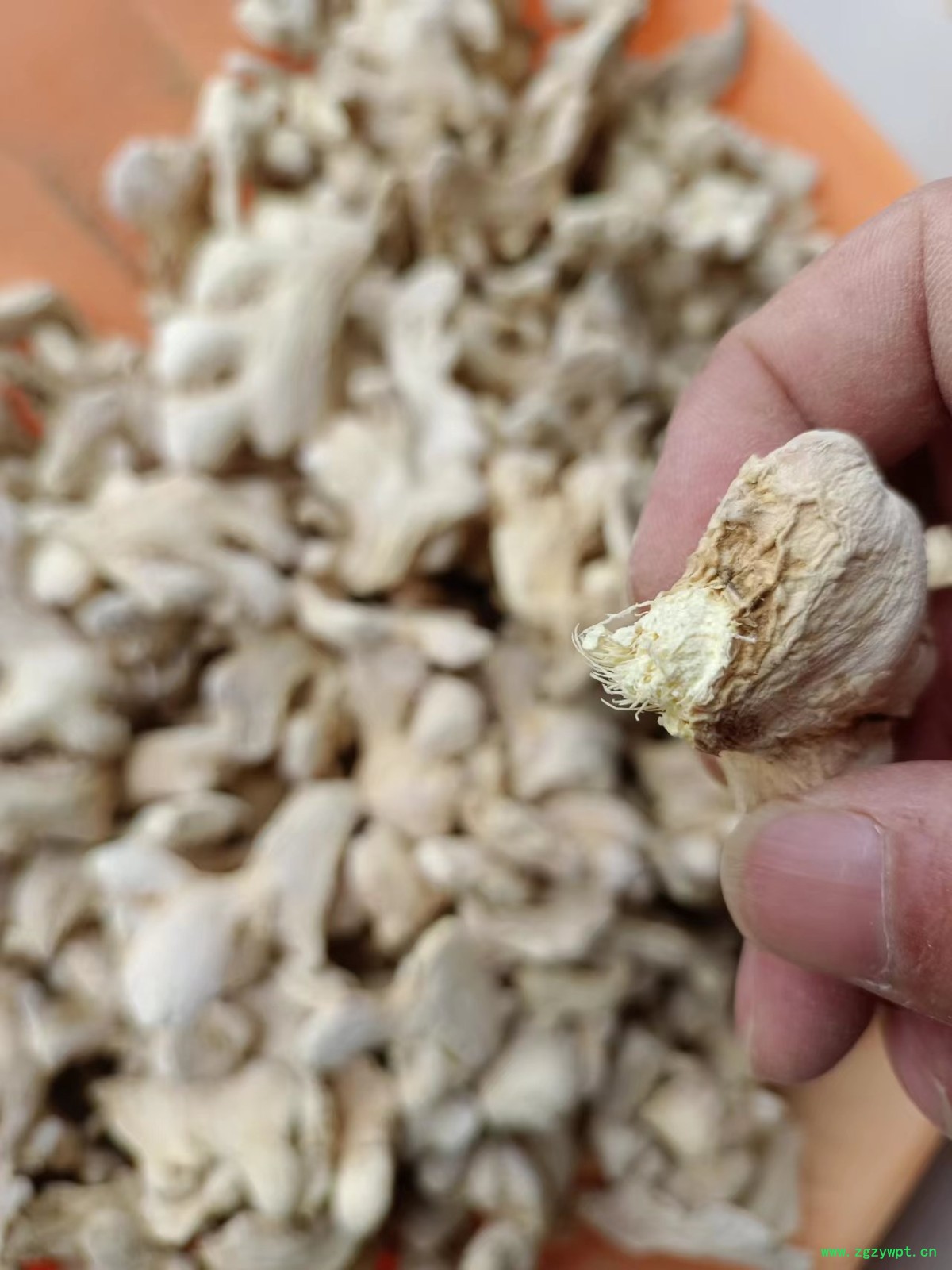 小黄姜各种规格型号《药厂投料饮片》图6