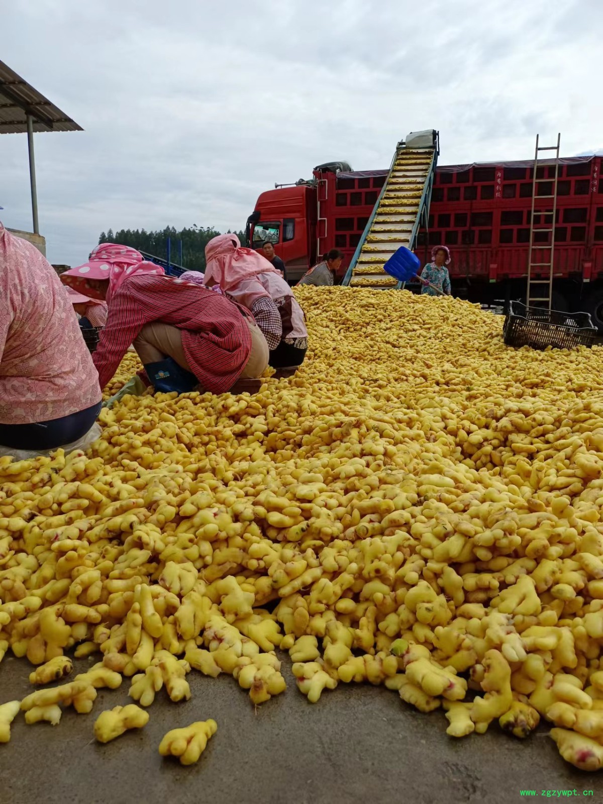 小黄姜各种规格型号《药厂投料饮片》图5