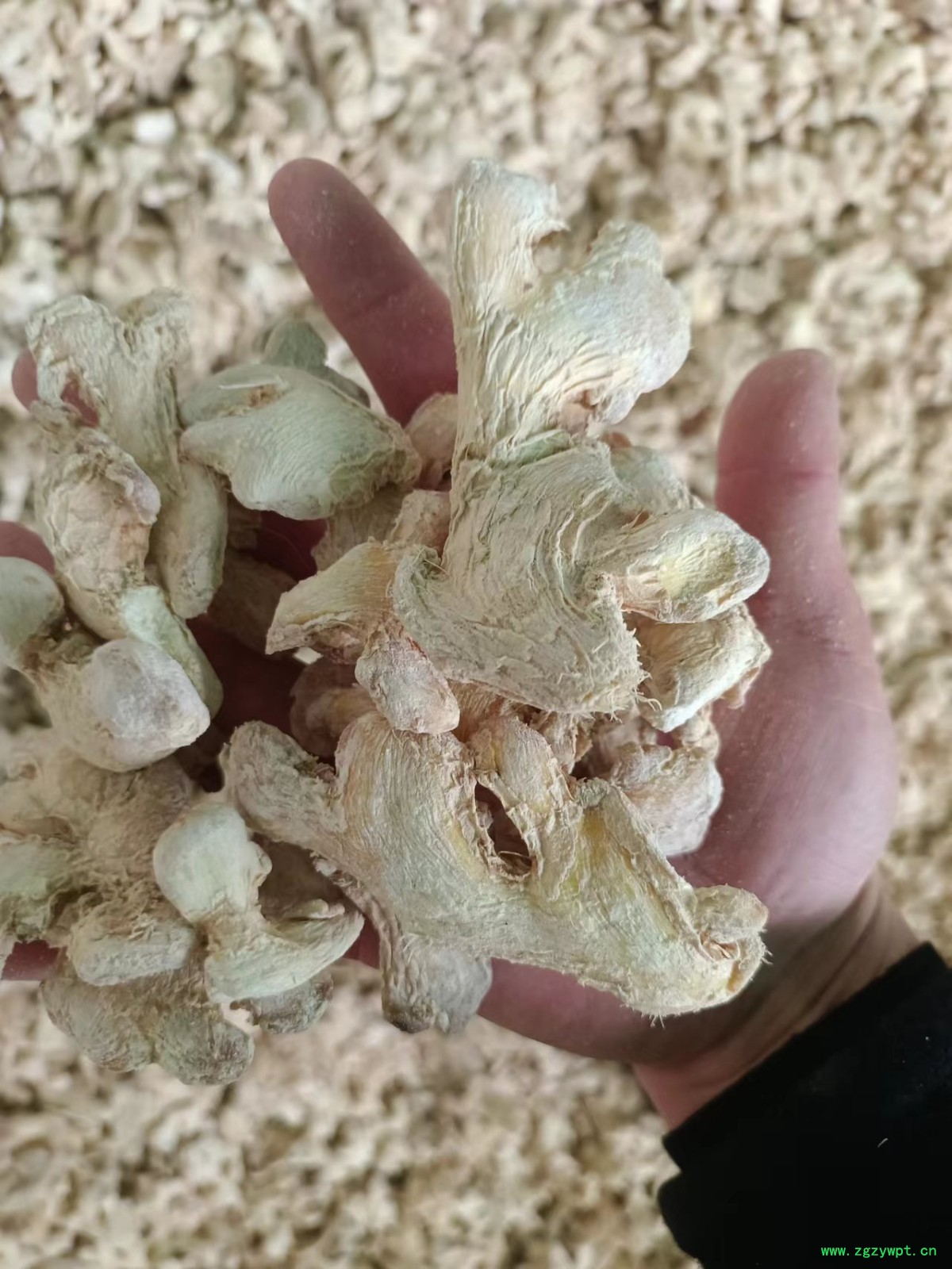 小黄姜各种规格型号《药厂投料饮片》图9