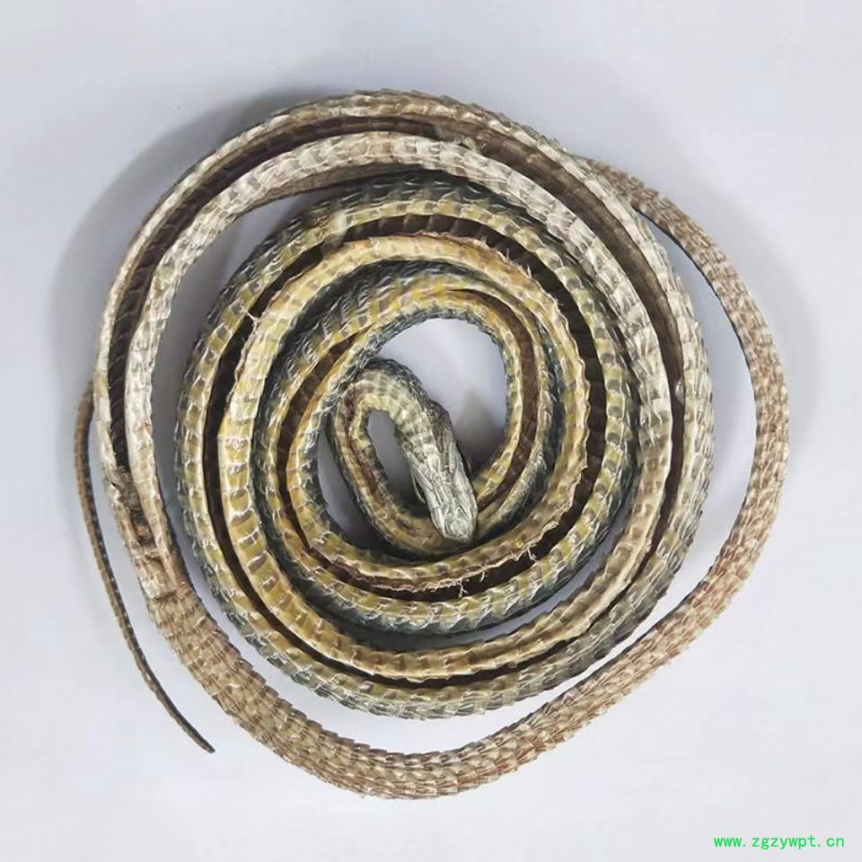 中药材店铺乌蛇  整条不碎泡酒蛇整条蛇泡酒料整条产地直销图2