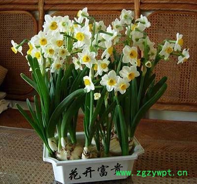 水仙花