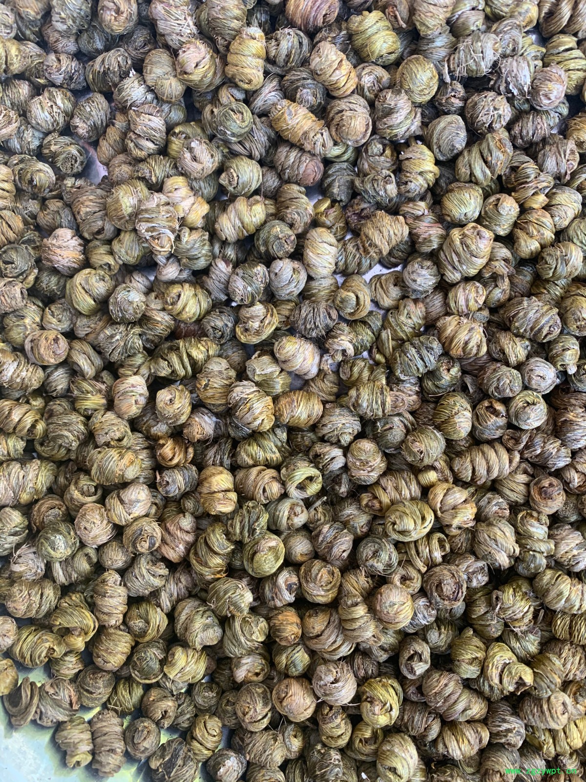 紫皮石斛枫斗图5