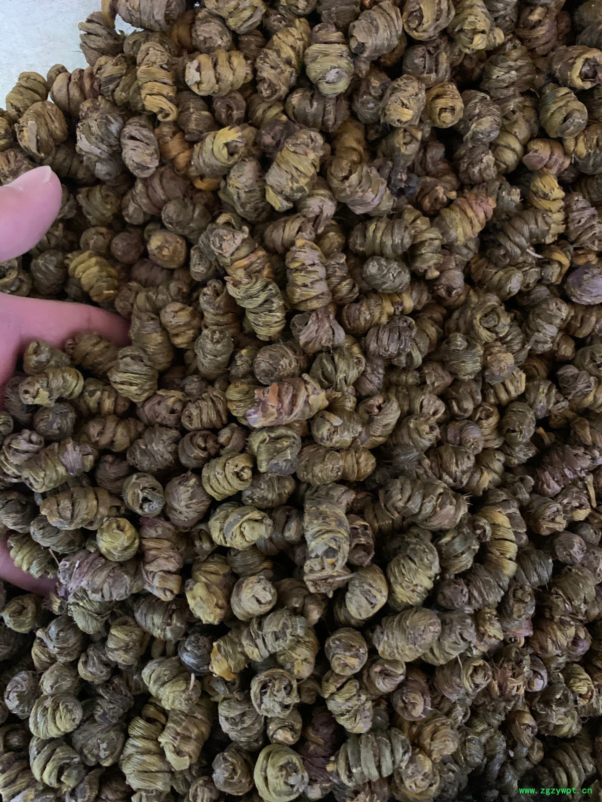 铁皮石斛枫斗图3