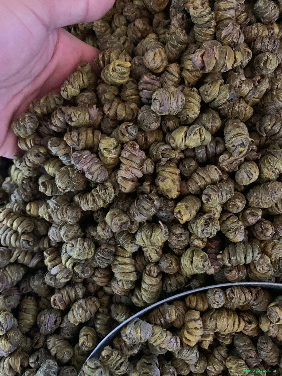 铁皮石斛枫斗图2