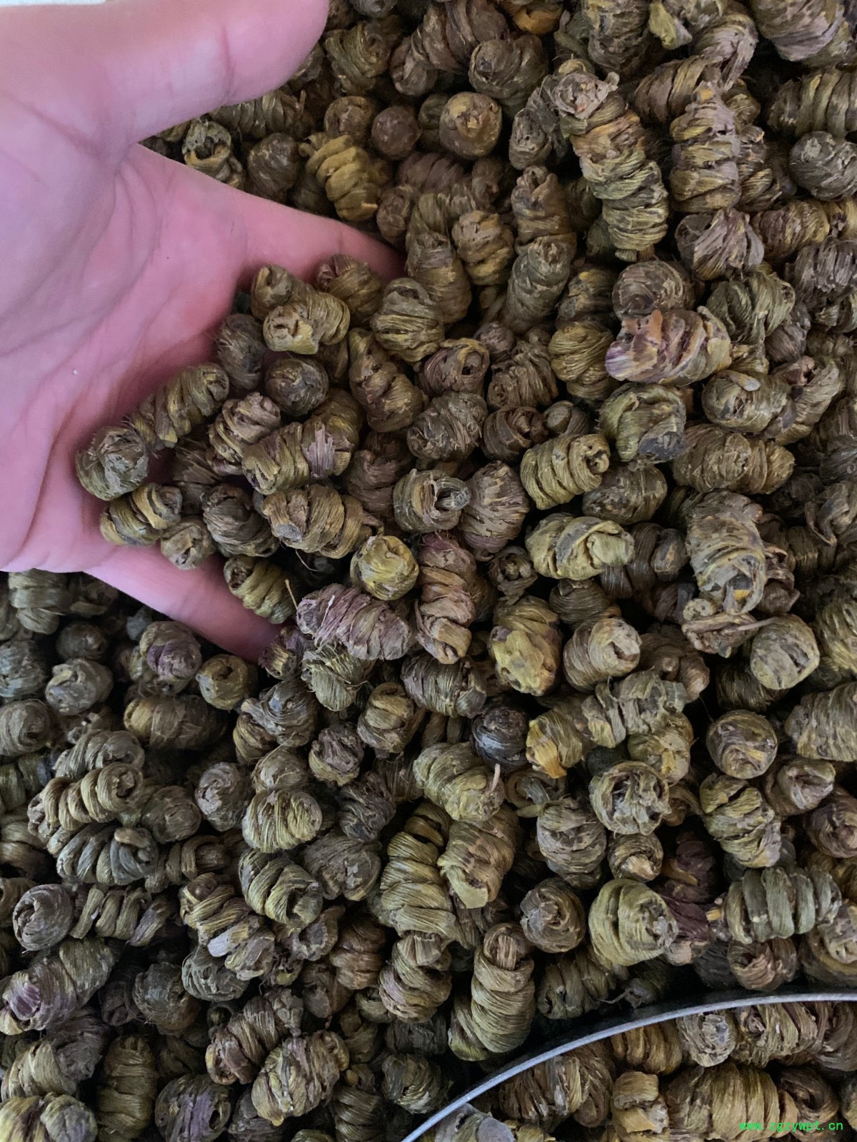 铁皮石斛枫斗图4