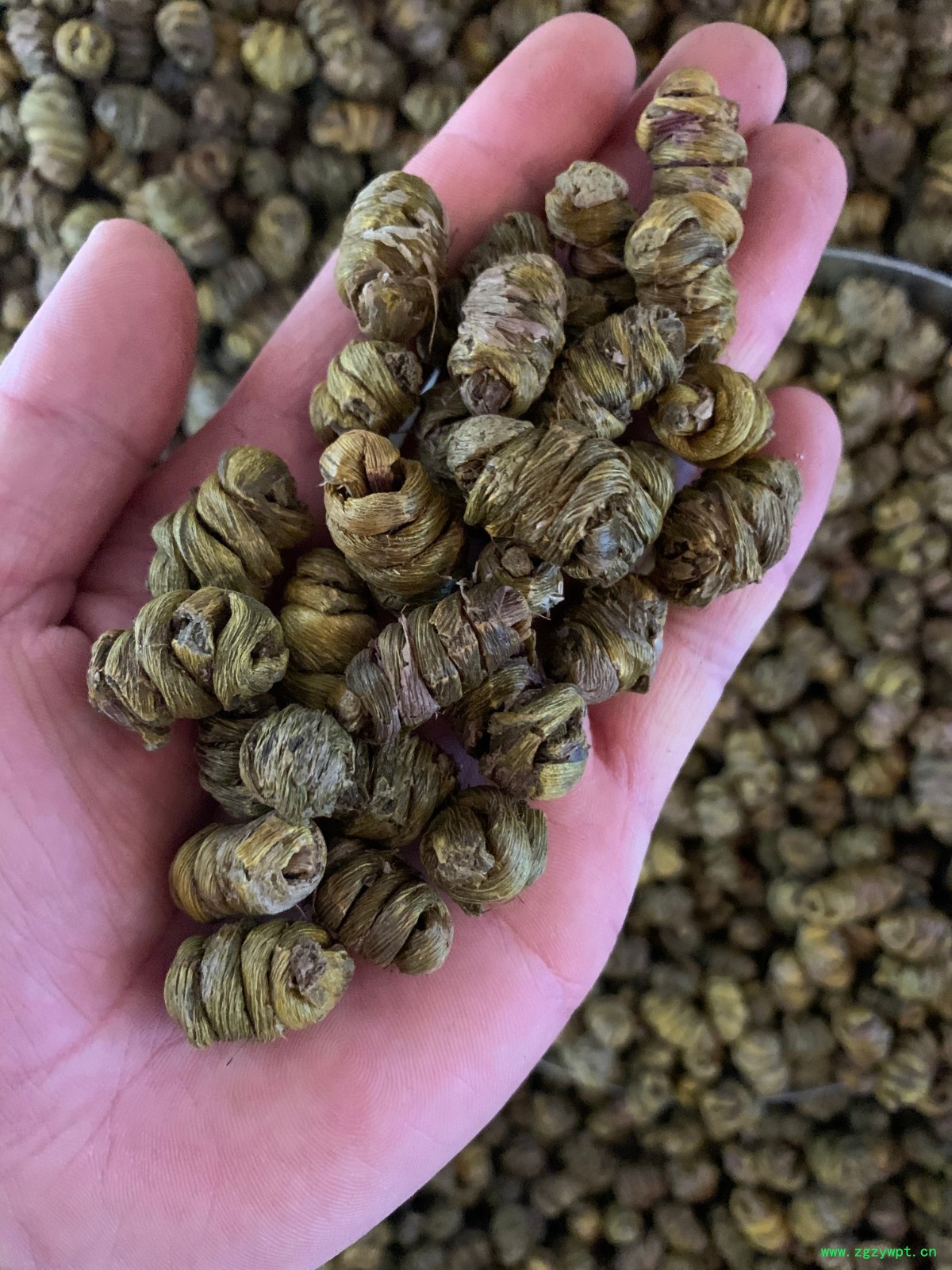 铁皮石斛枫斗图5