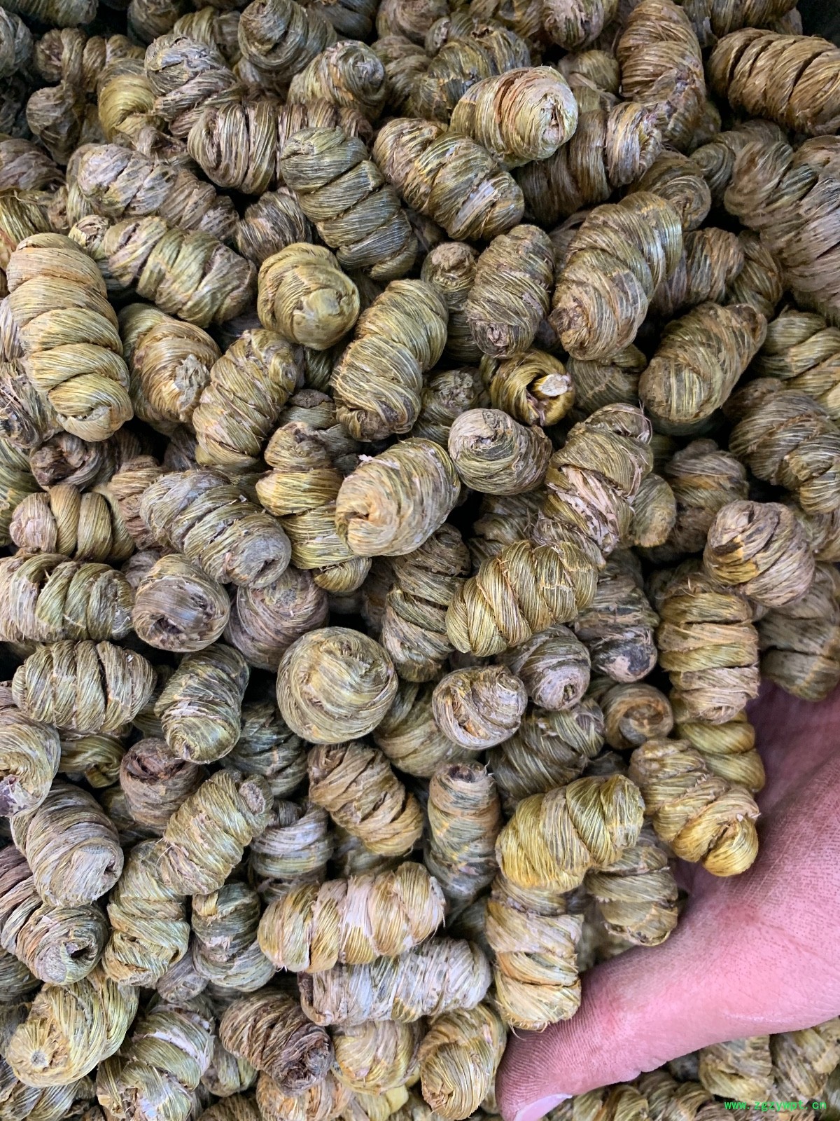 紫皮石斛枫斗图6