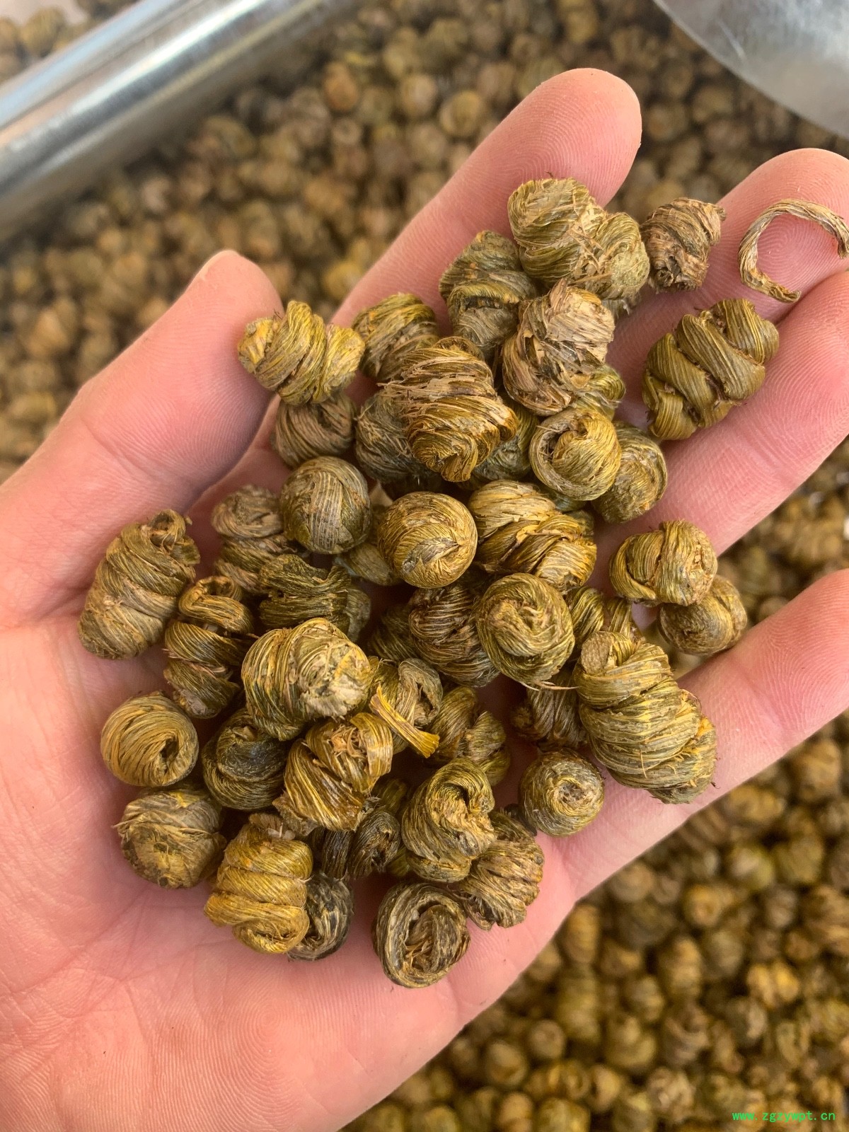 紫皮石斛枫斗图5