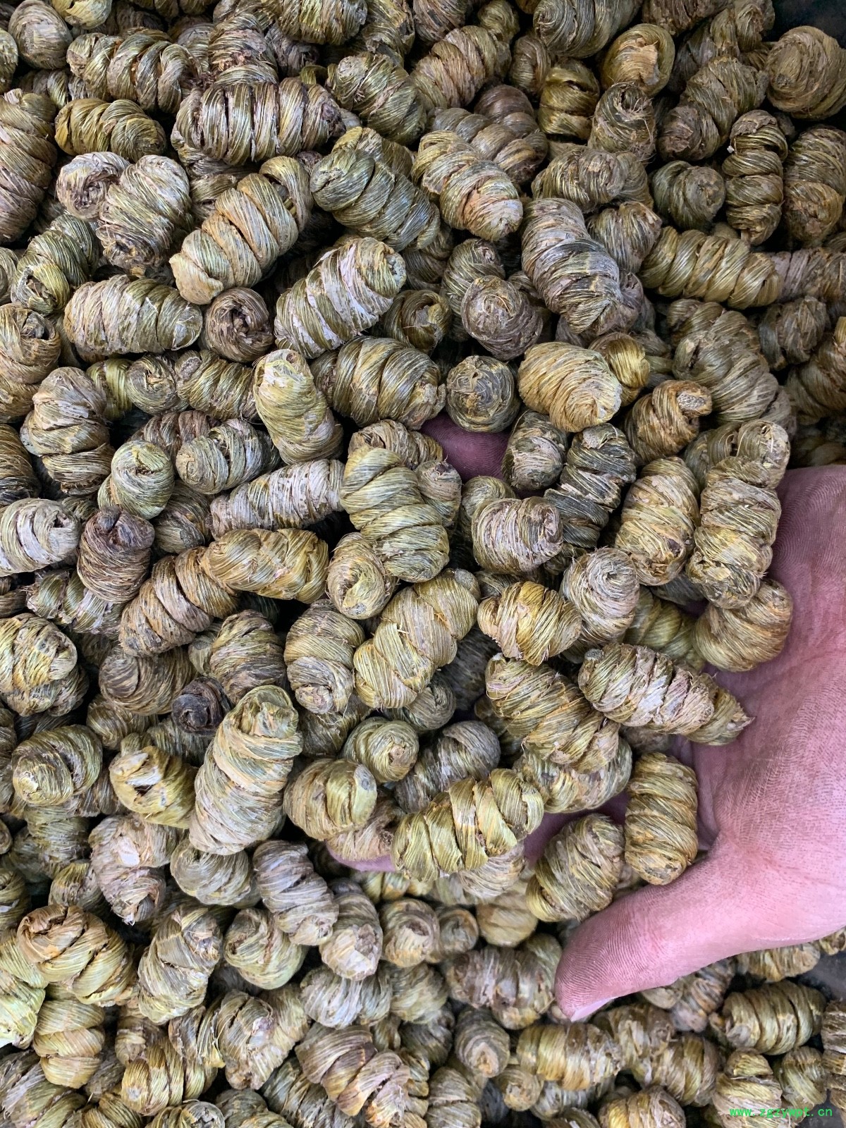 紫皮石斛枫斗图7