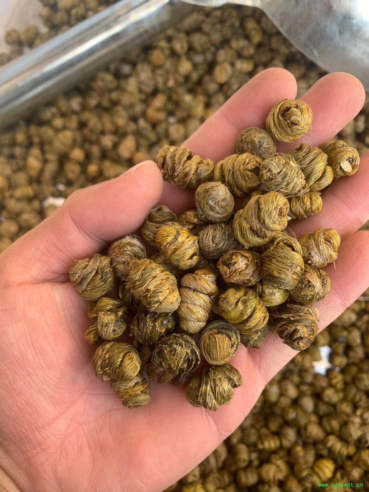 紫皮石斛枫斗图8