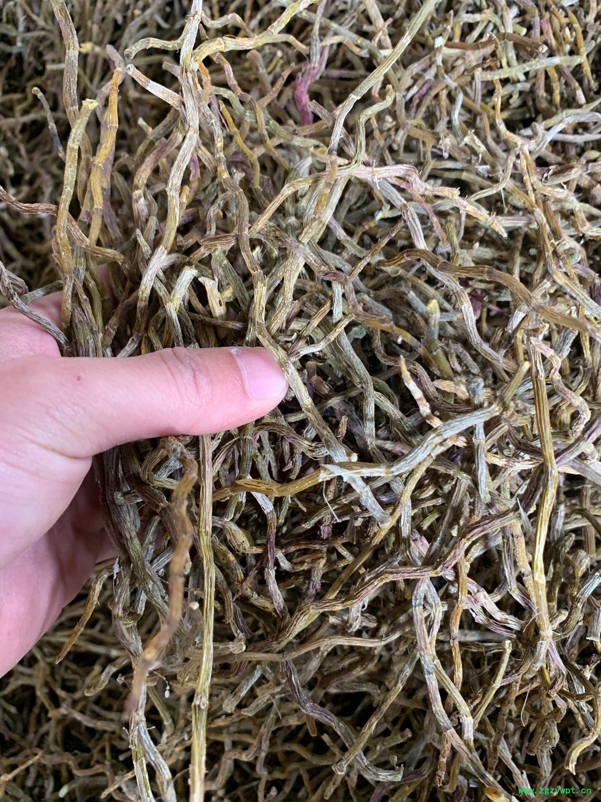 铁皮石斛干条图3