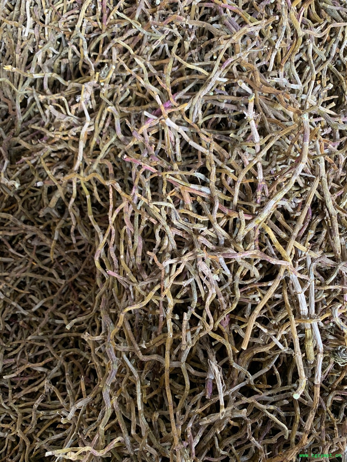 铁皮石斛干条图2