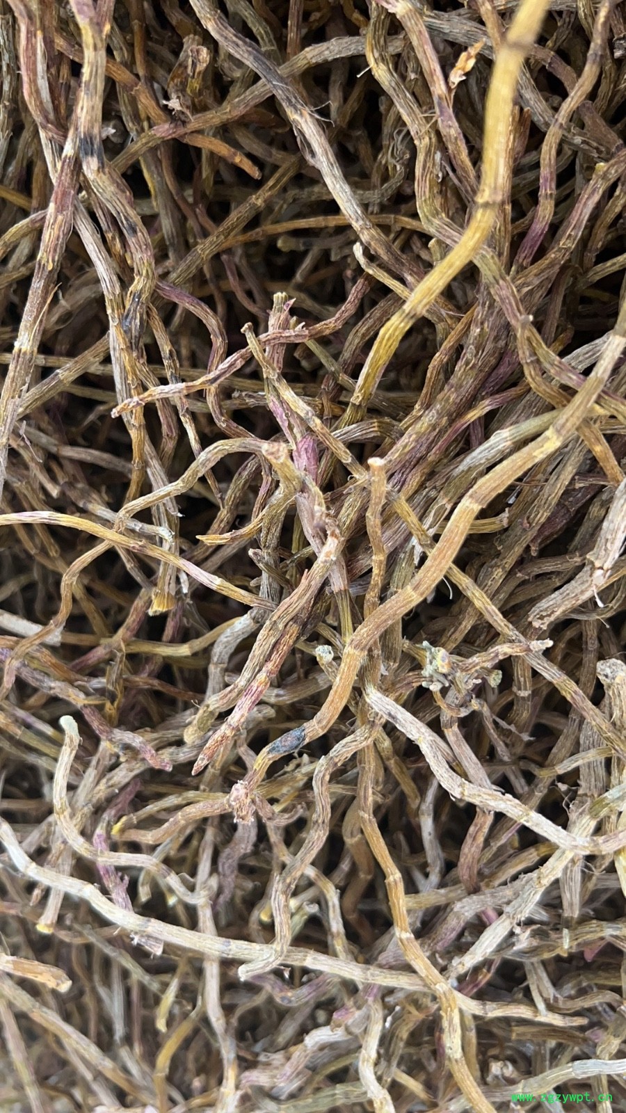 铁皮石斛干条图6