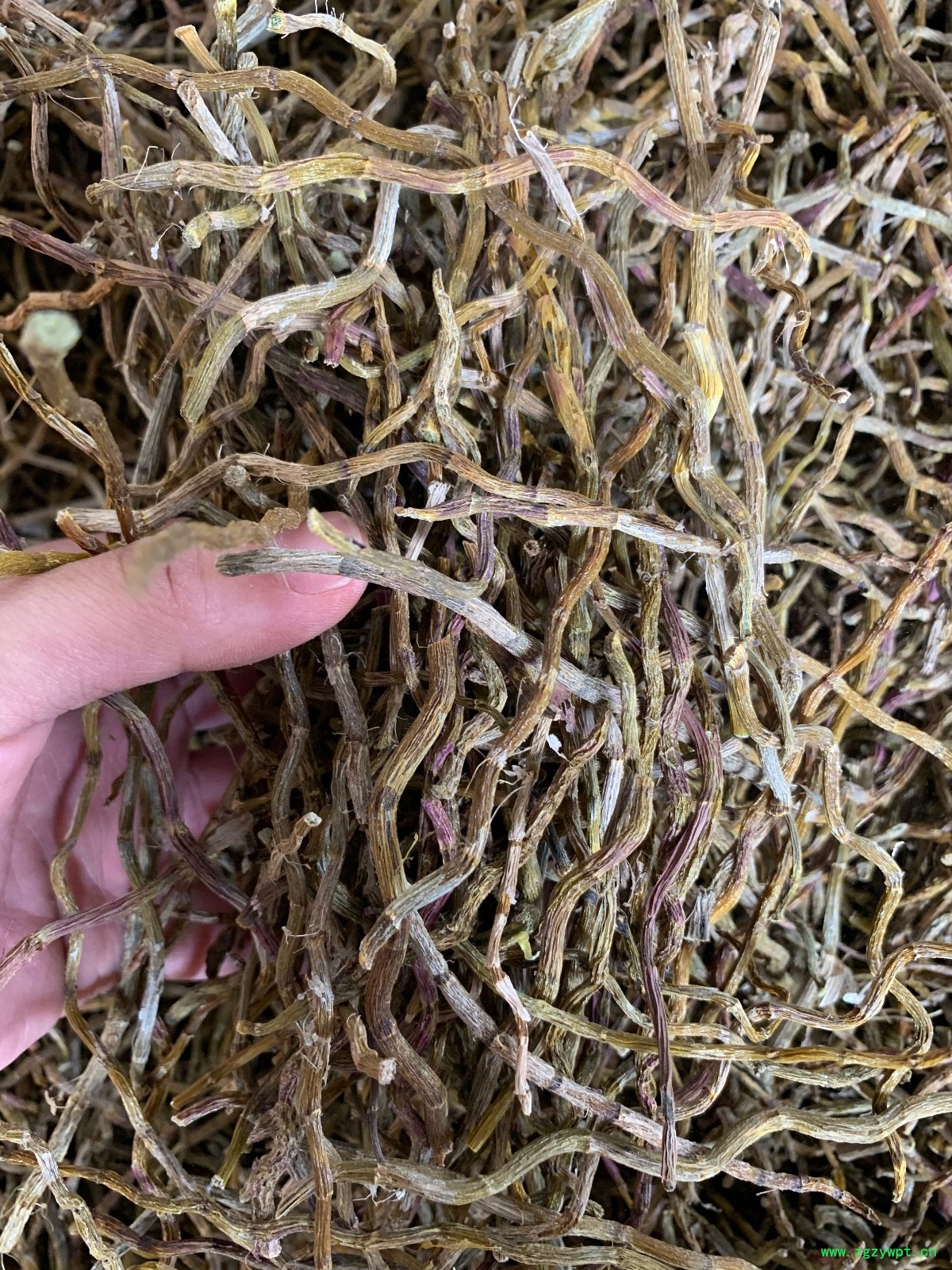 铁皮石斛干条图4