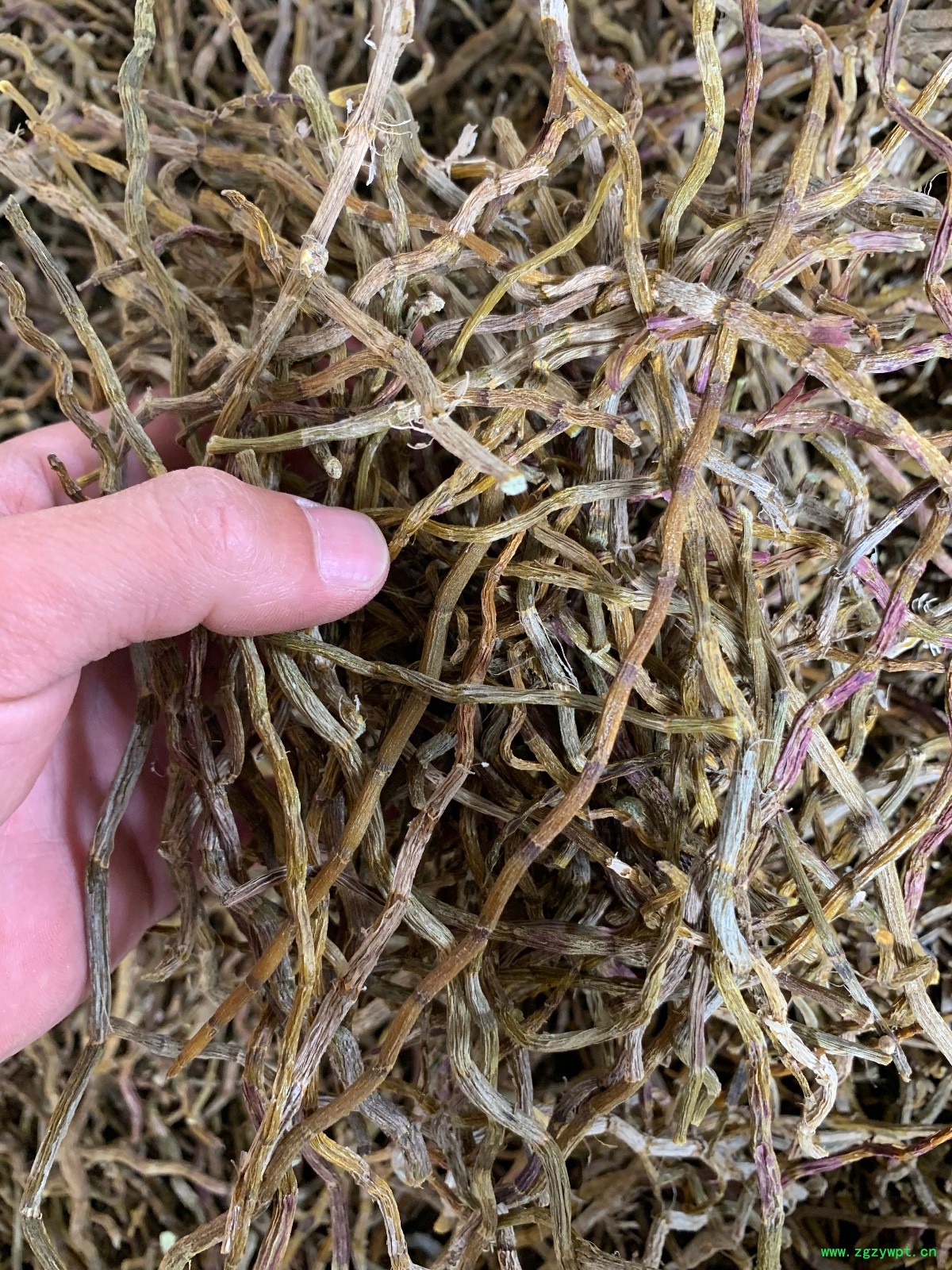 铁皮石斛干条图5