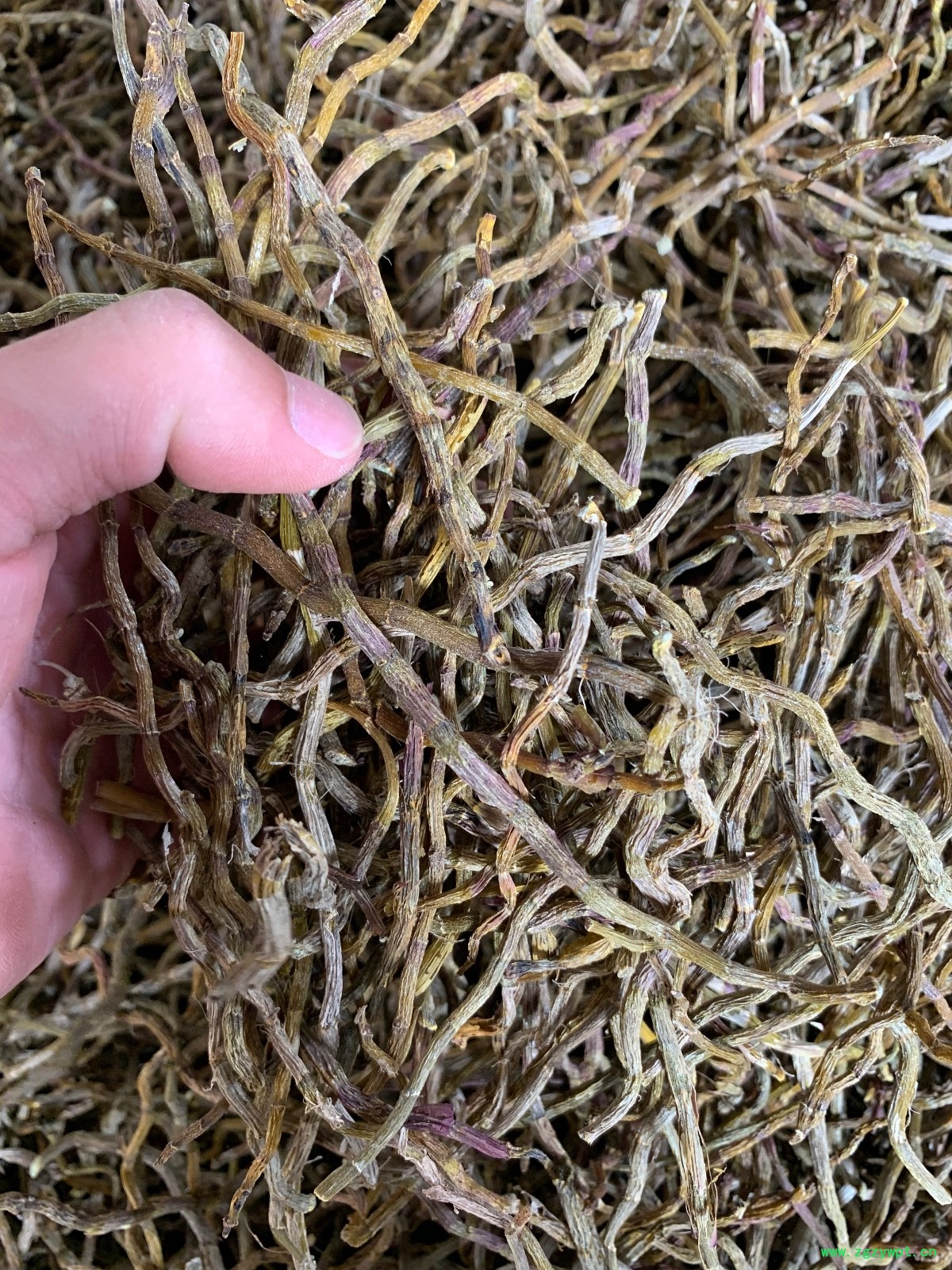 铁皮石斛干条图7