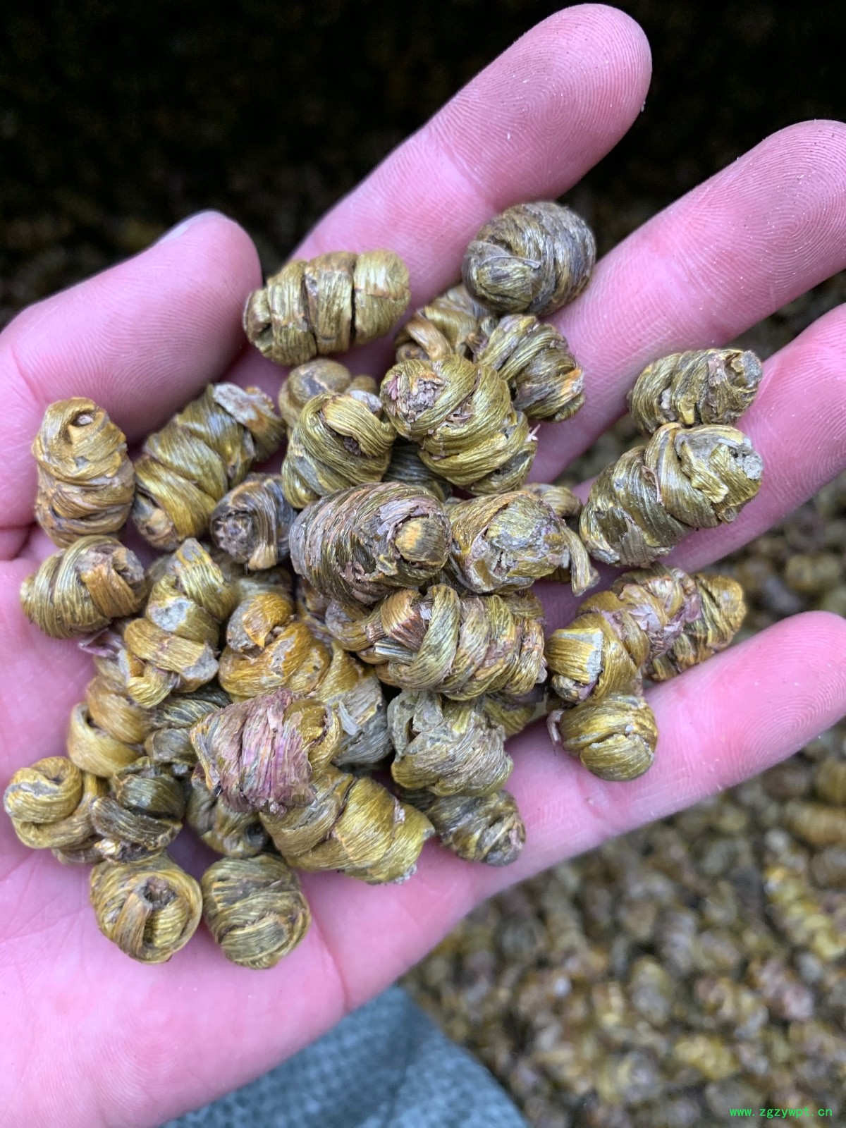 铁皮石斛枫斗图2