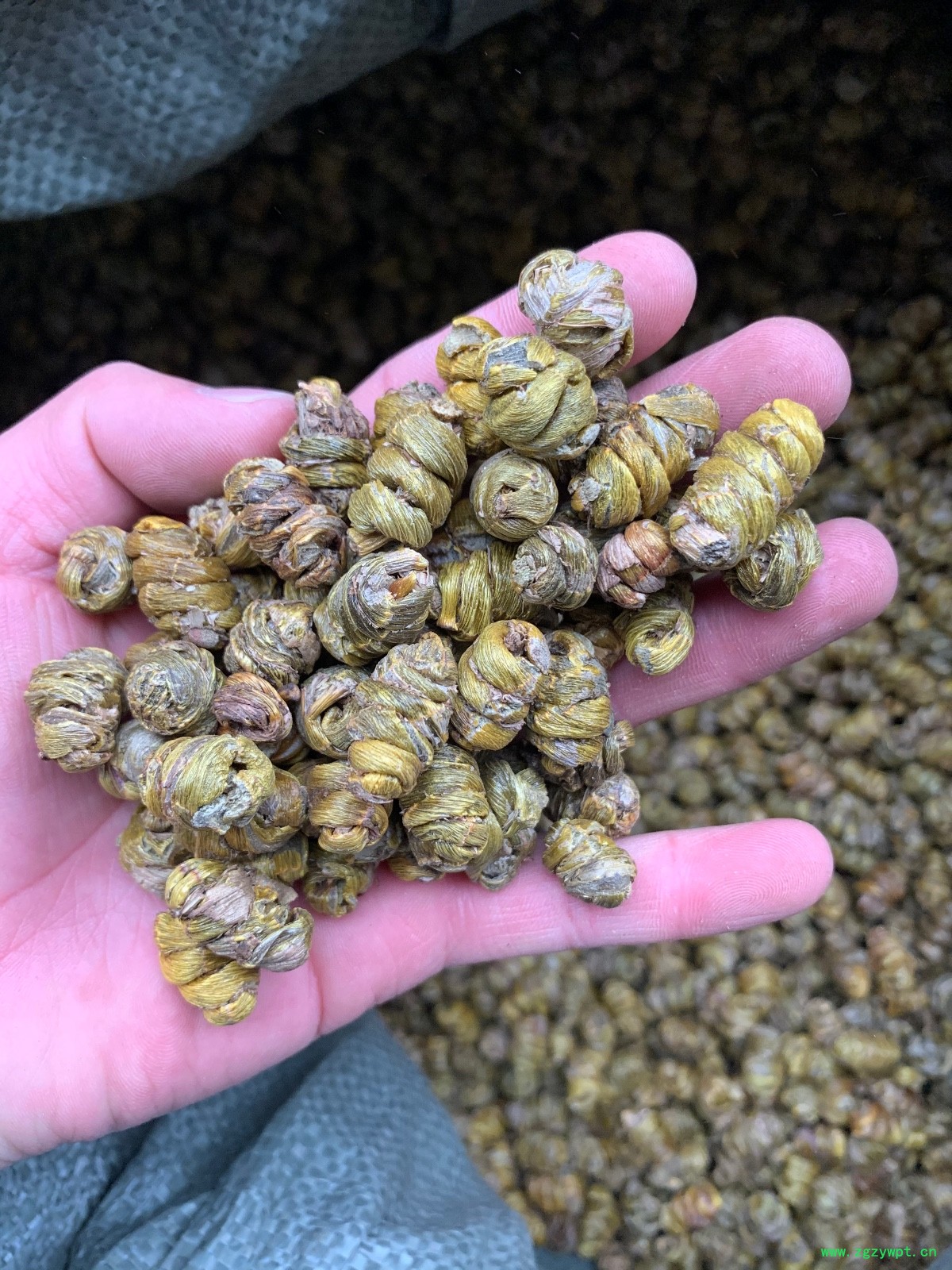 铁皮石斛枫斗图3