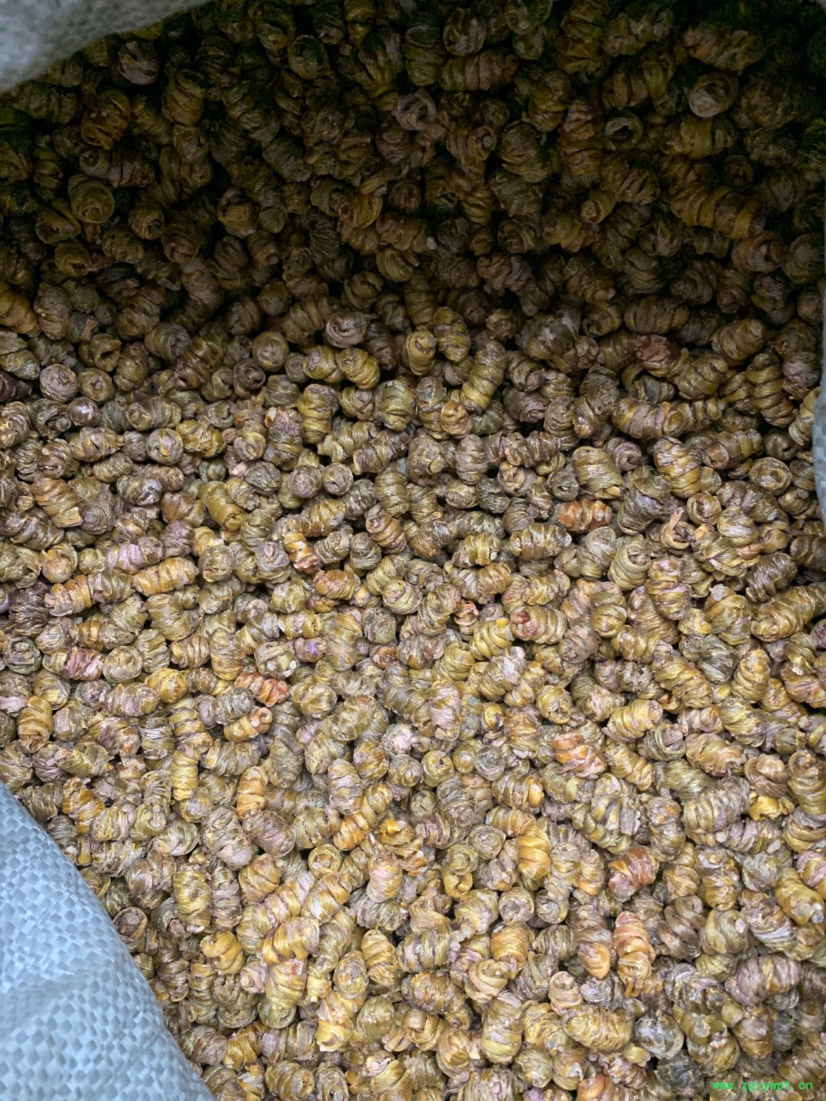 铁皮石斛枫斗图4