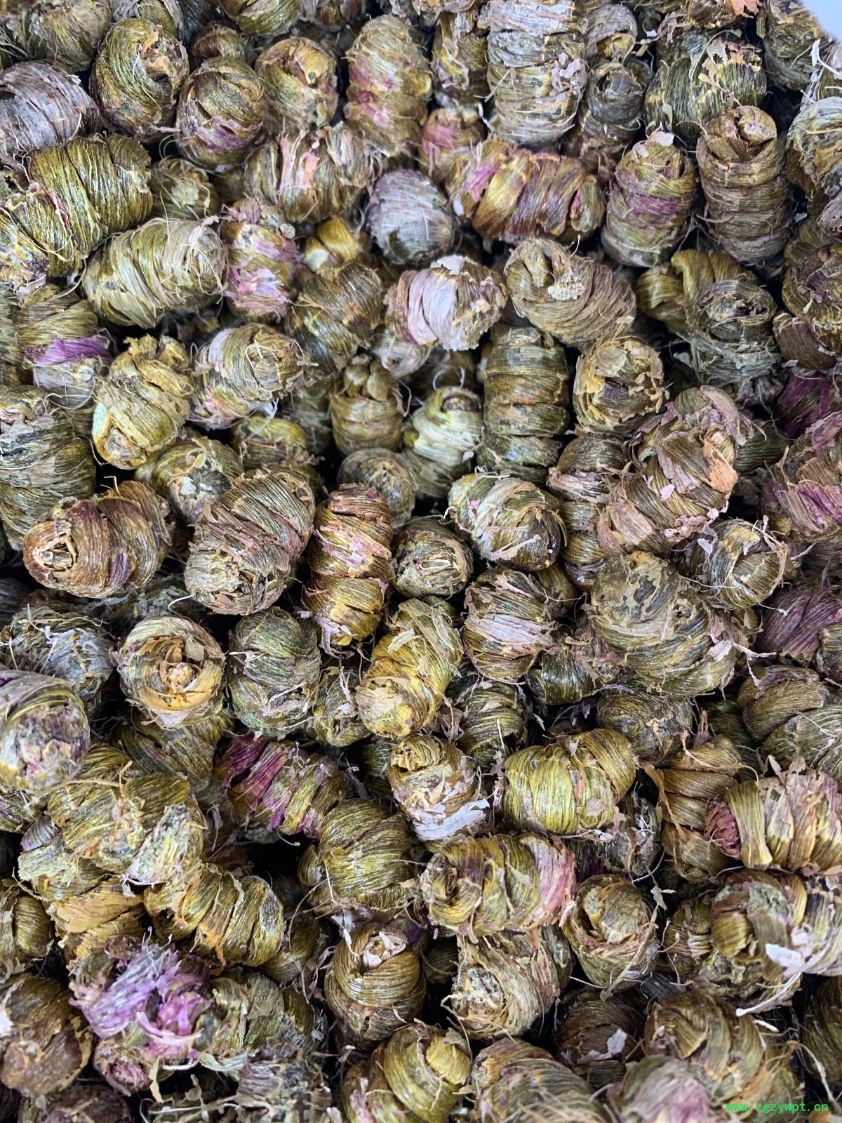 铁皮石斛枫斗图5