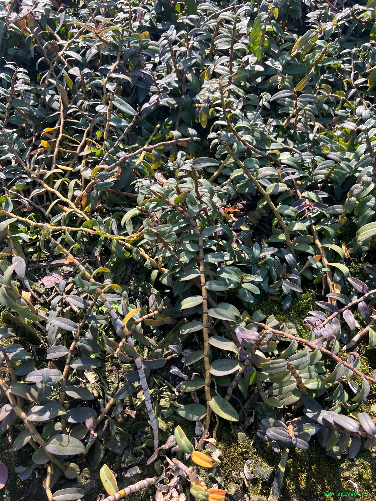 铁皮石斛枫斗图6