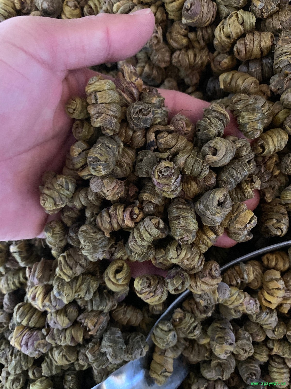 铁皮石斛枫斗图7