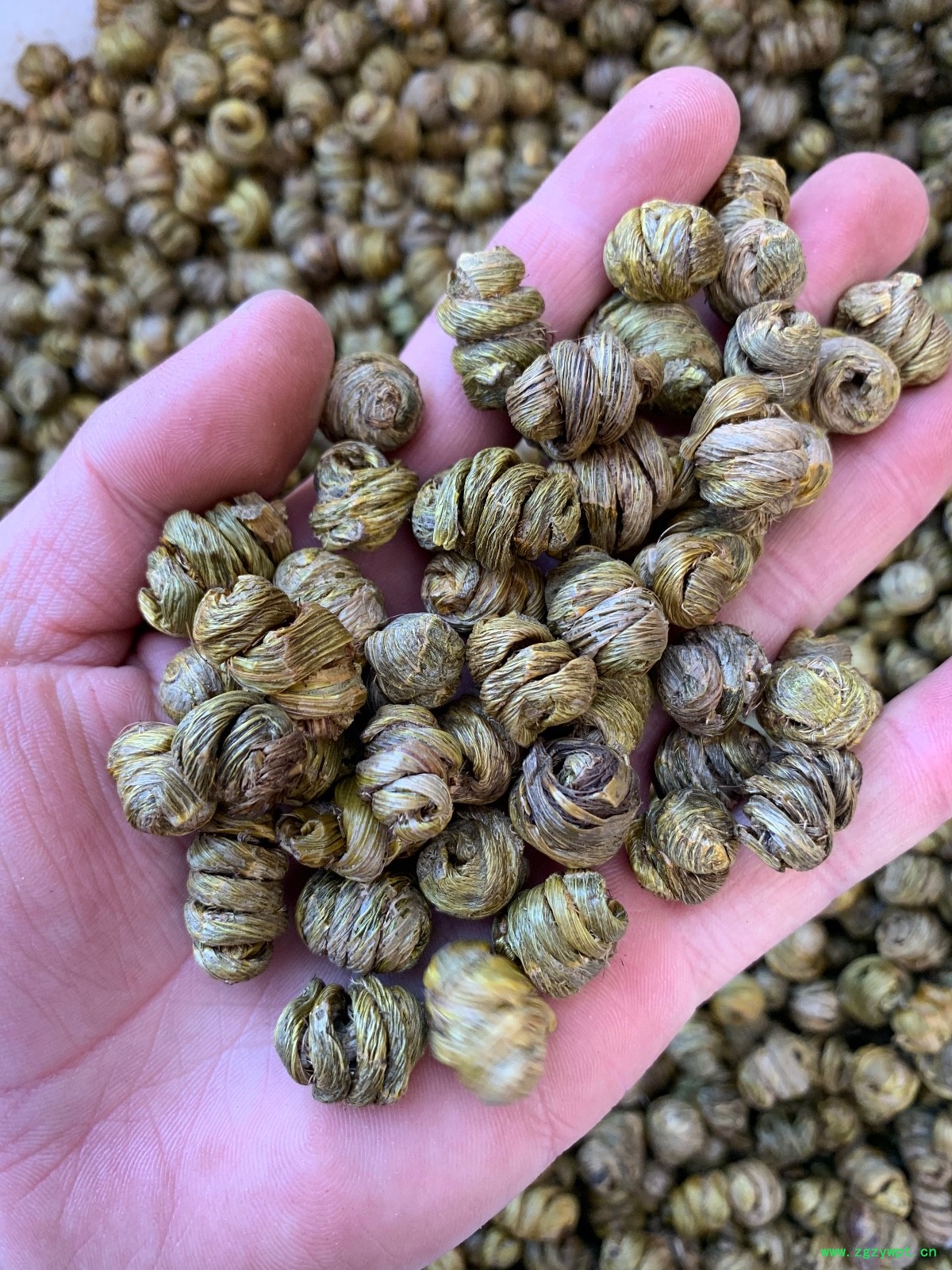 紫皮石斛枫斗图2