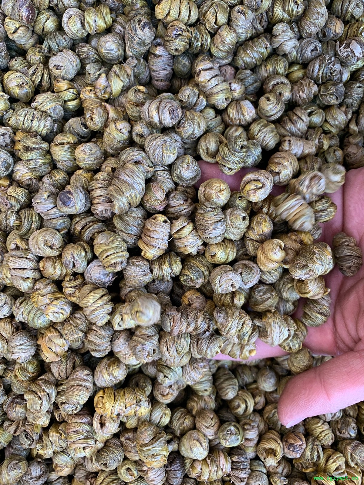 紫皮石斛枫斗图4