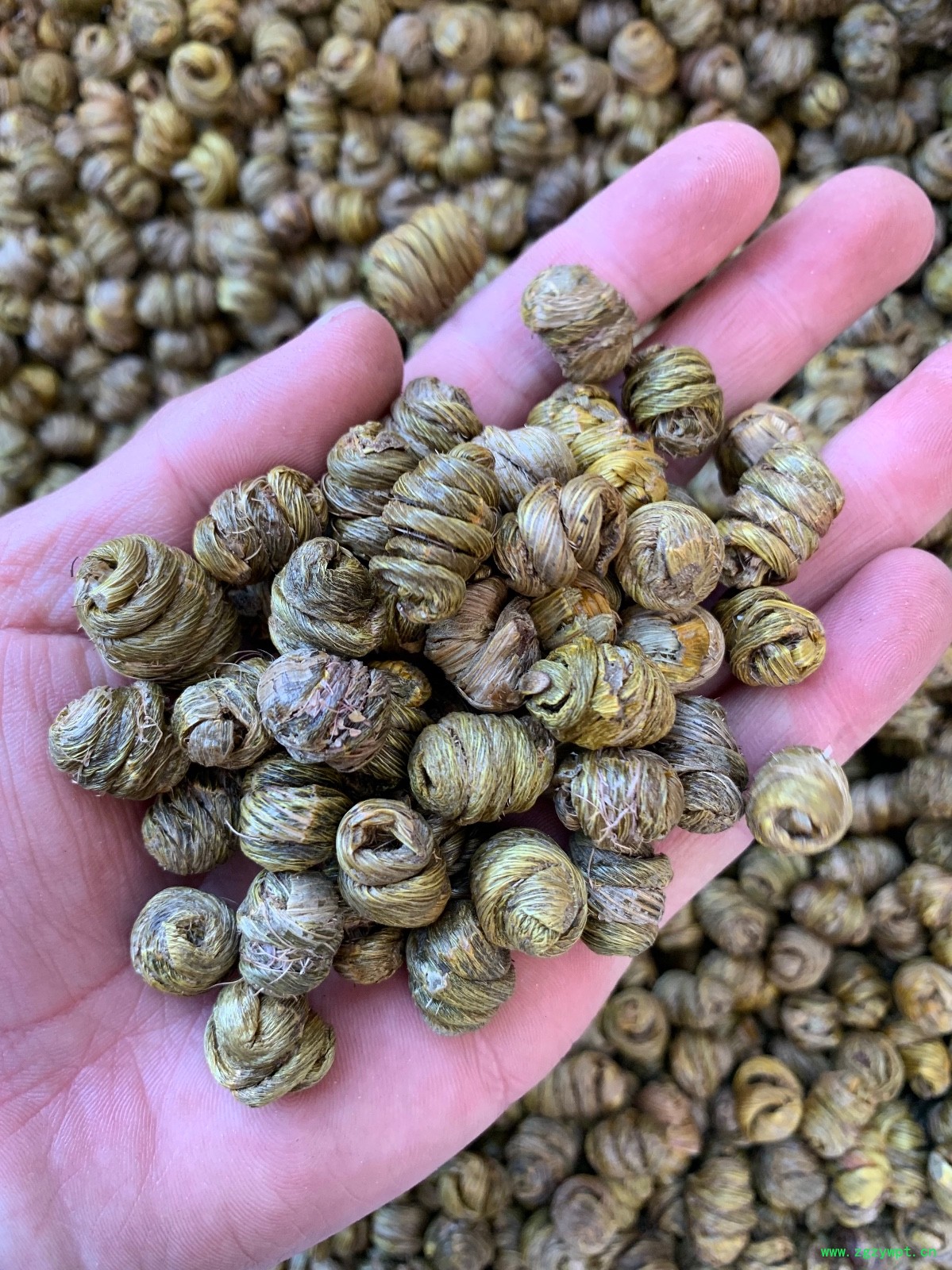 紫皮石斛枫斗图5