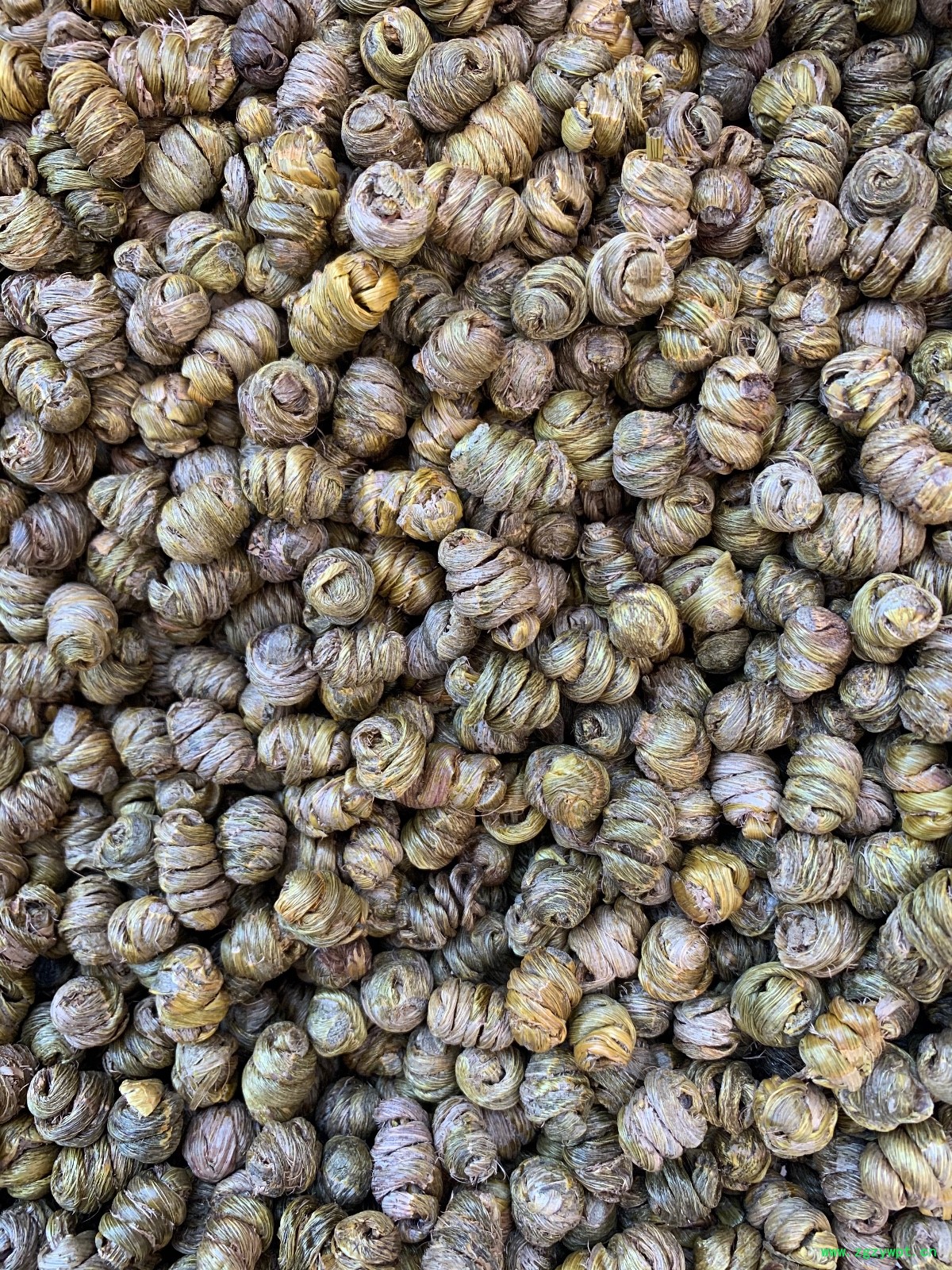 紫皮石斛枫斗图3