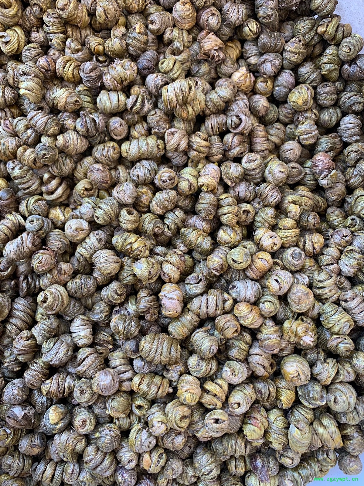 紫皮石斛枫斗图6