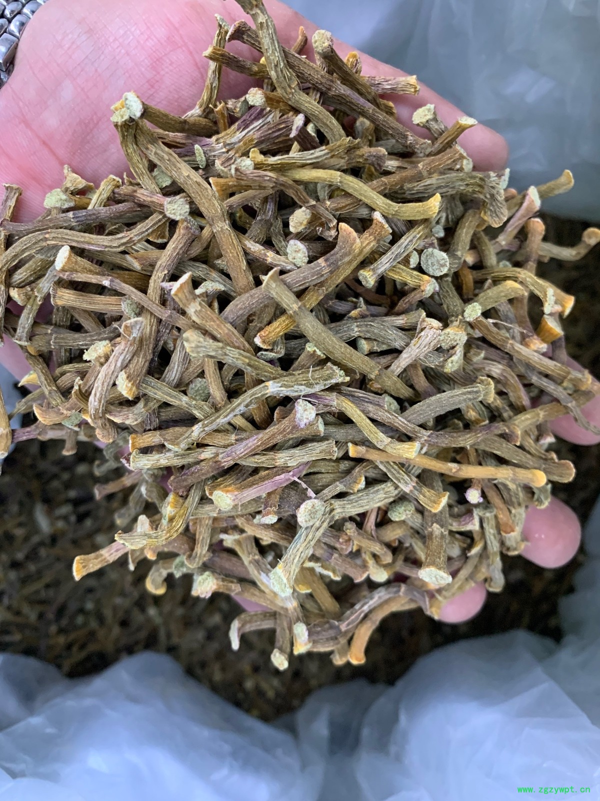 铁皮石斛寸条图3