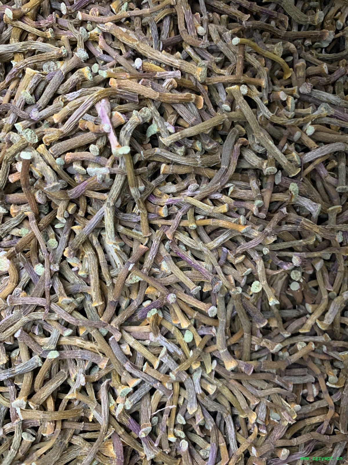 铁皮石斛寸条图4