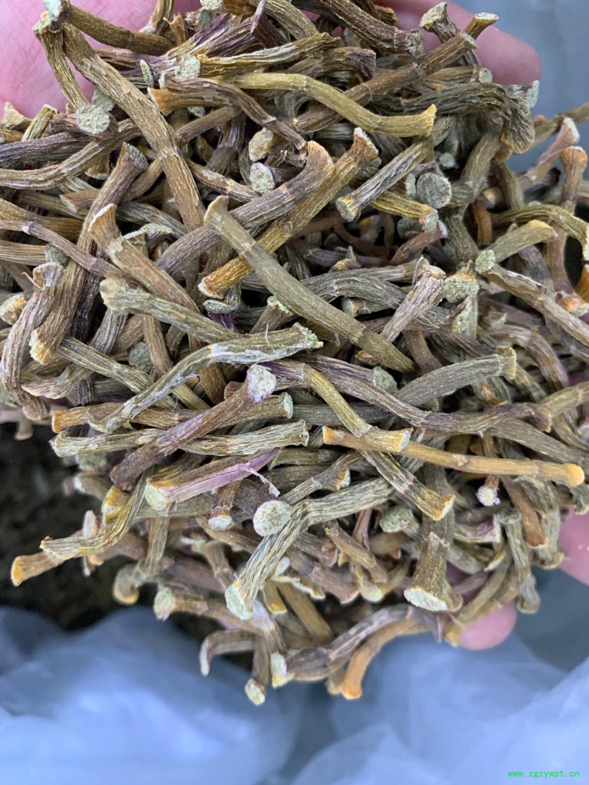 铁皮石斛寸条图5