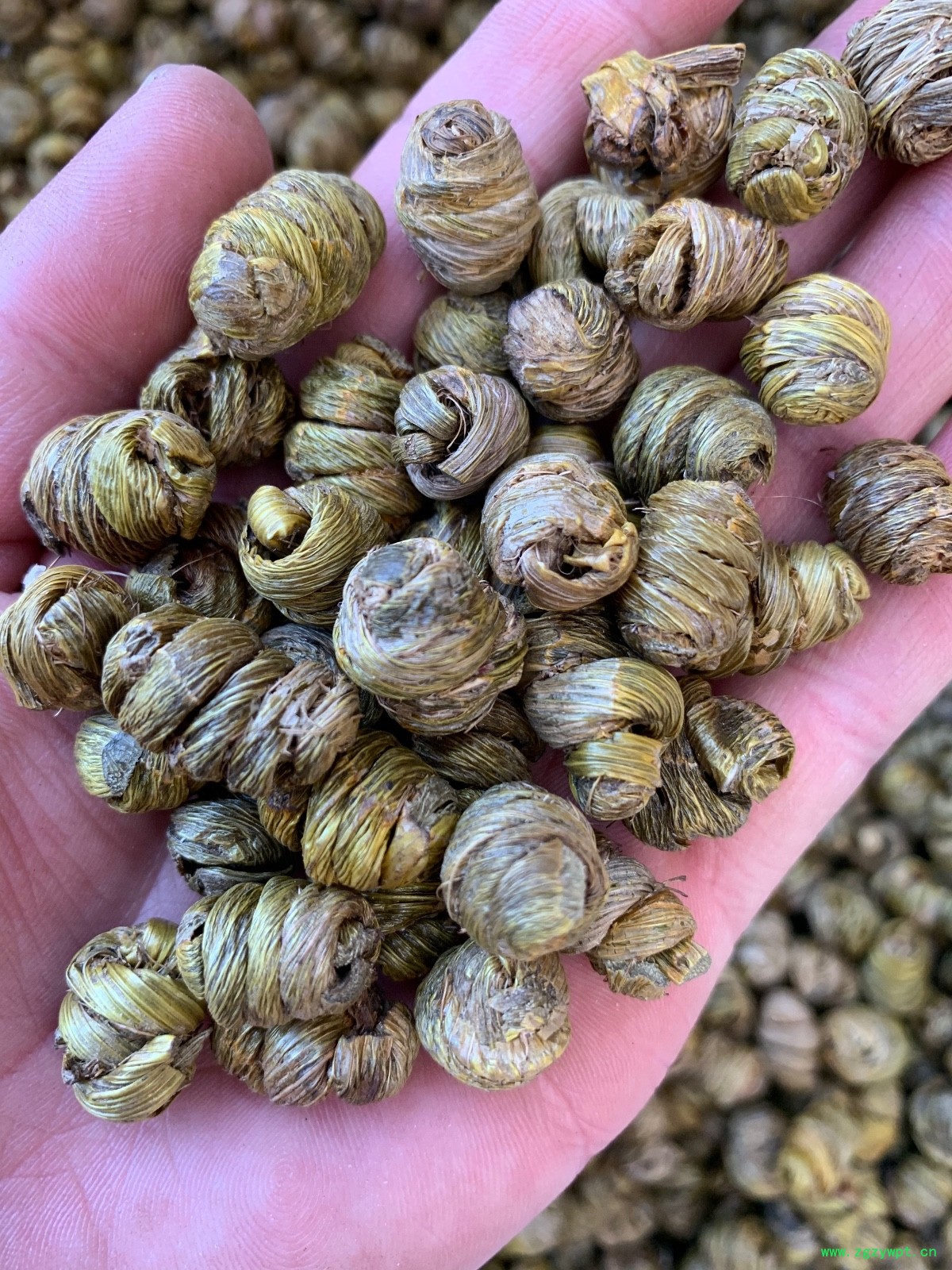 紫皮石斛枫斗图2