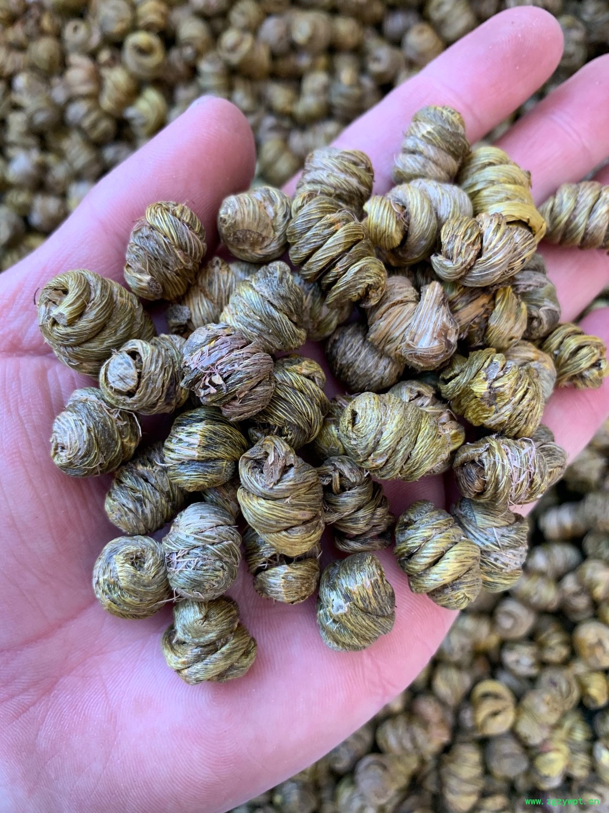 紫皮石斛枫斗图4