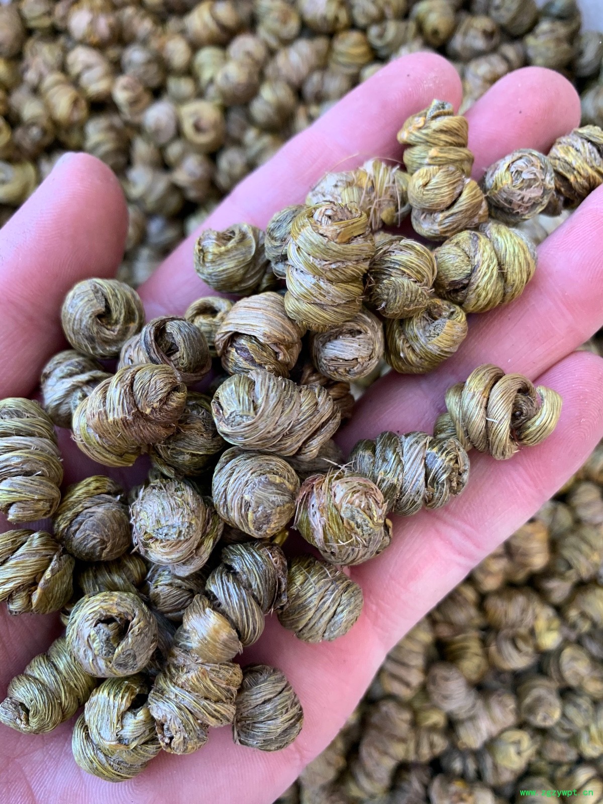 紫皮石斛枫斗图7