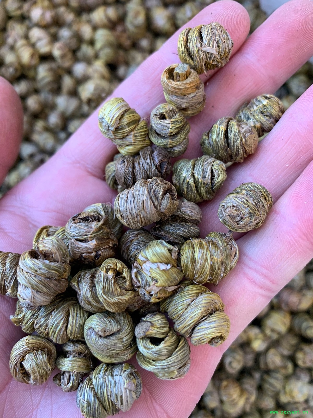 紫皮石斛枫斗图6