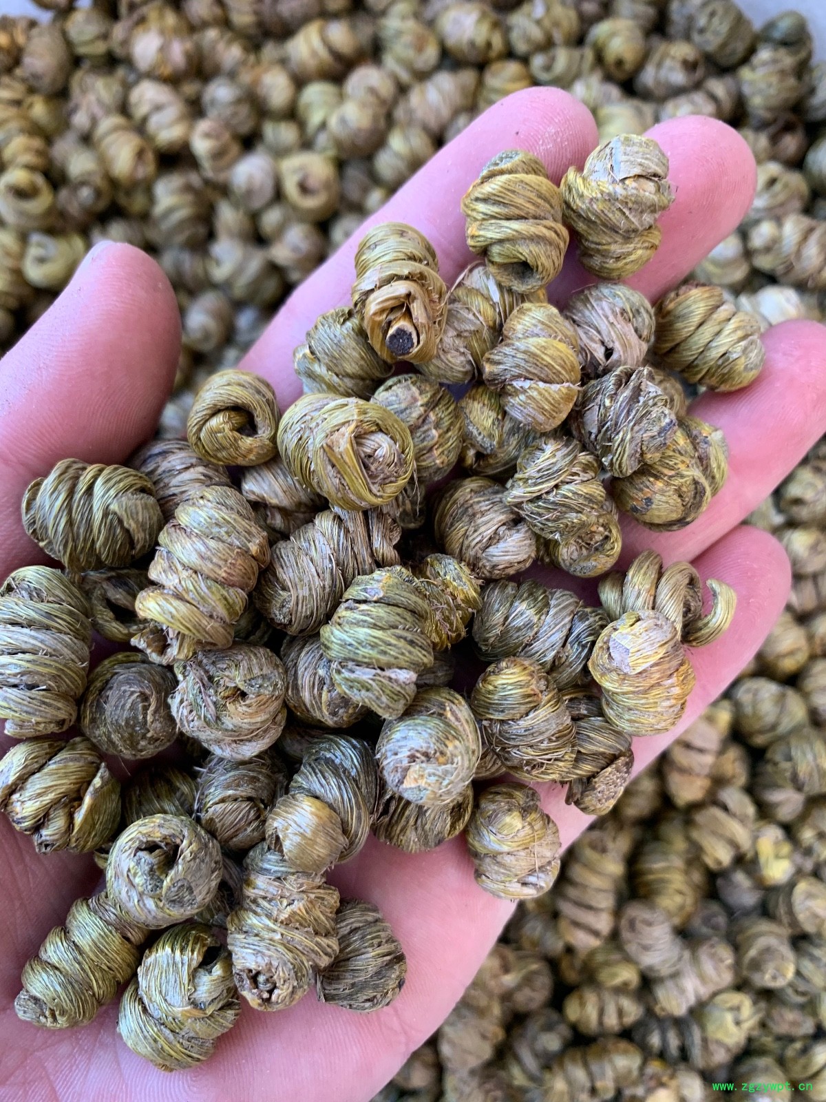 紫皮石斛枫斗图9