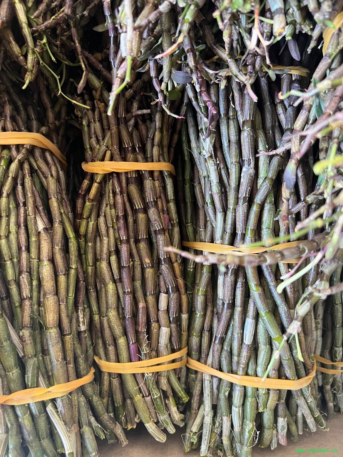 铁皮石斛鲜条图2