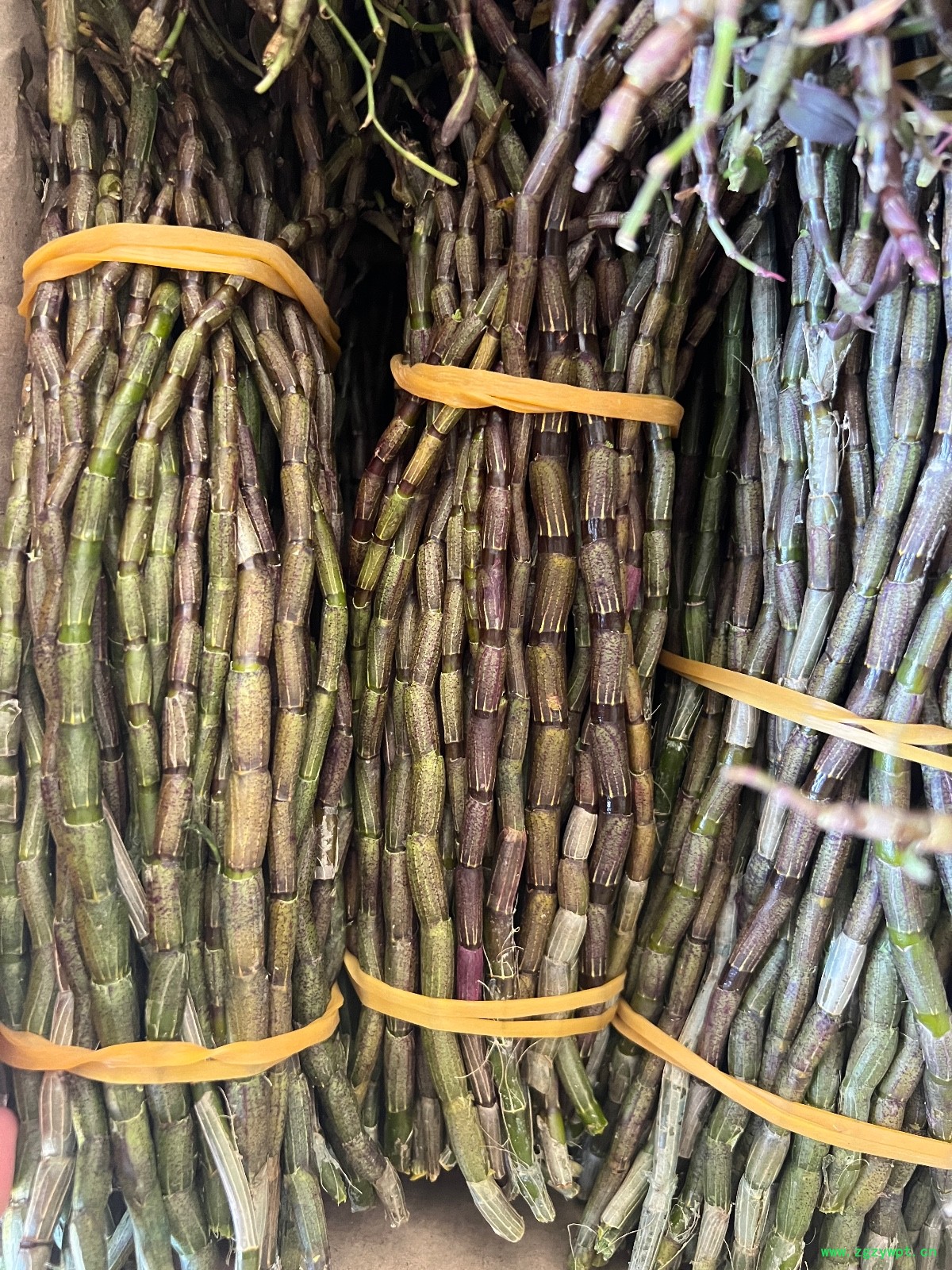 铁皮石斛鲜条图3