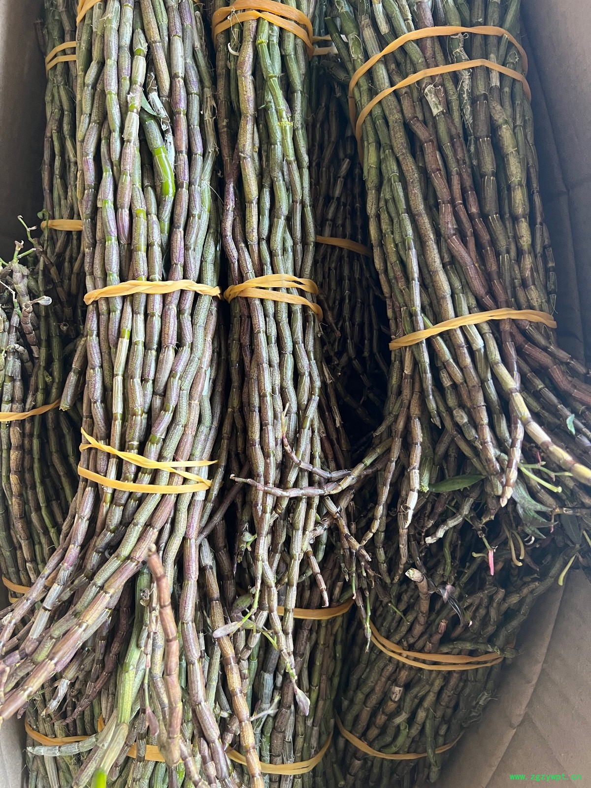 铁皮石斛鲜条图4