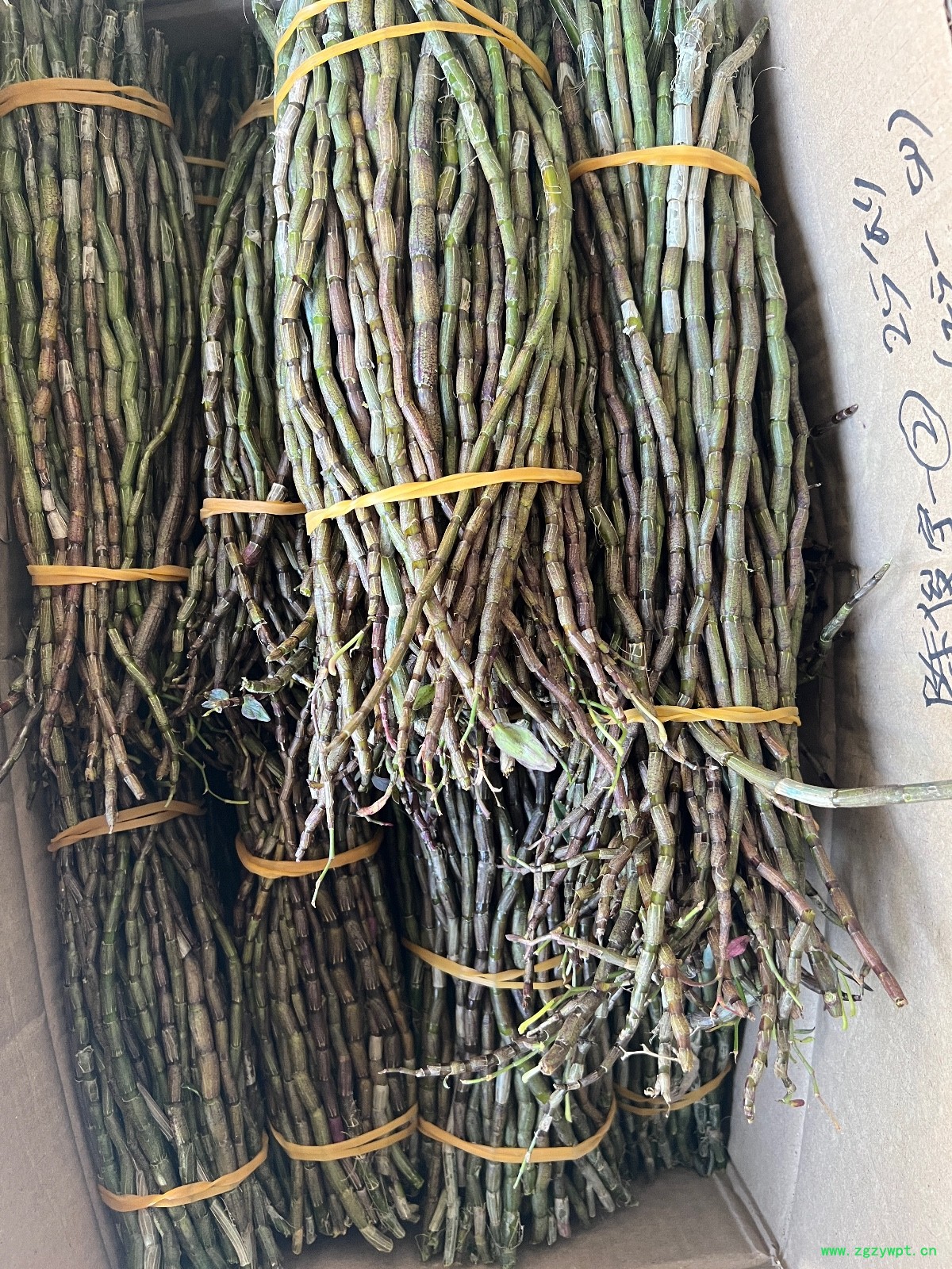 铁皮石斛鲜条图6