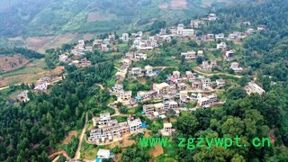 八角林环绕的渭基村。