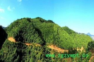 种满山头的八角树