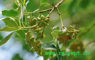 硕果累累的八角树。