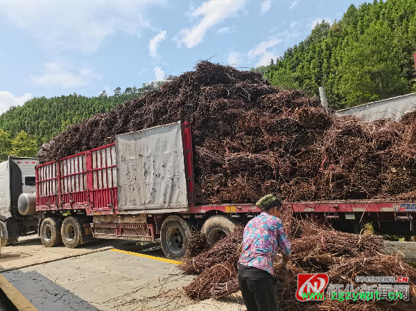 工人们正在卸钩藤