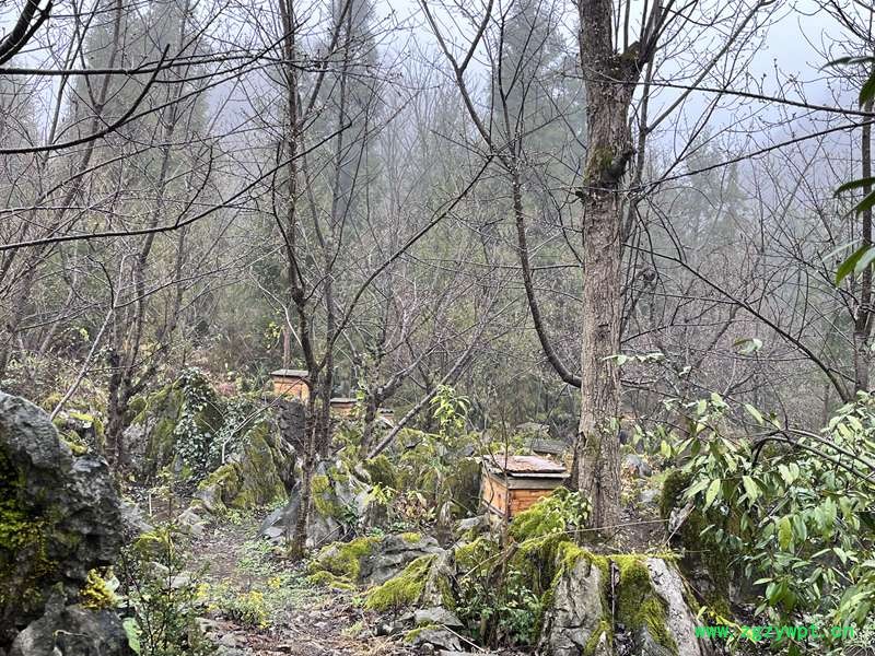 贵州张氏兴农业综合开发有限责任公司的六枝岩蜂养殖基地。 人民网 陈洁泉摄